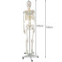 Inimese skelett - 170 cm Malatec 22583