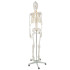 Inimese skelett - 170 cm Malatec 22583
