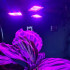 Kasvulamp taimedele 108 LED