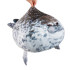 Maskott Foka 60 cm Kruzzel 24644