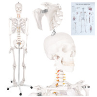 Inimese anatoomiline skelett Glimz 170 cm