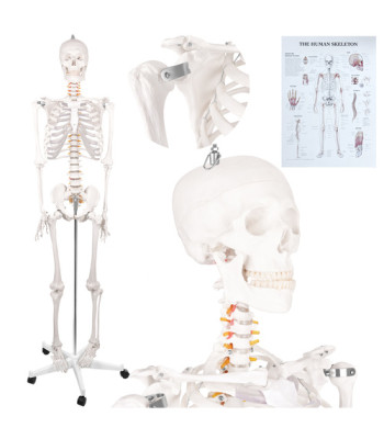 Inimese anatoomiline skelett Glimz 170 cm