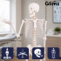 Inimese anatoomiline skelett Glimz 170 cm