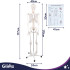 Inimese anatoomiline skelett Glimz 170 cm