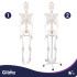 Inimese anatoomiline skelett Glimz 170 cm