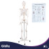Inimese anatoomiline skelett Glimz 170 cm