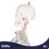 Inimese anatoomiline skelett Glimz 170 cm