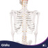 Inimese anatoomiline skelett Glimz 170 cm