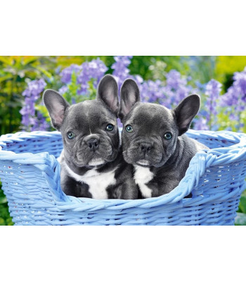 Castorlandi Puzzle 1000 osa. Prantsuse buldogi kutsikad
