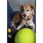 Koera mänguasi – hiiglaslik tennisepall, XXL 24cm