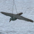 GA0130 aiatoor