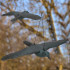GA0130 aiatoor