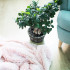 HA7059 Holly Tekk 200x220 cm