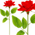 Springos® Roos Varrel