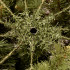 Tehiskuusk Springos CT0206