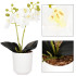 Kunstorhidee Springos HA7423, valge, 33,5 cm
