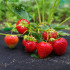 Umbrohutõrje agrotextiil, must, Springos AG0023, 50g/m2, 3,2x10 m