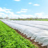 Talvine agrotekstiil, valge, Springos AG0009 17g/m2 50x3,2m