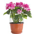 Metallist taimetugi lilledele ja taimedele Springos HA5169 45 cm