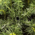 Skandinaavia tehiskuusk Springos CT0121, 180 cm