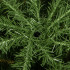 Kunstlik jõulupuu Premium Royal Trees Springos CT0195 220 cm