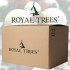 Kunstlik jõulupuu Premium Royal Trees kuusk puidust statiiviga, 180 cm, Springos CT0194
