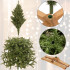 Kunstjõulupuu Premium Royal Trees, kaukaasia nulg, puidust alusega Springos CT0187 220 cm