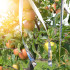 Holograafiline linnupeletusteip, Springos® GA0005, 5 cm x 80 m