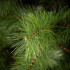 Springos Nordic Pine kunstjõulupuu, roheline, CT0278, 210 cm