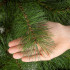 Springos Nordic Pine kunstjõulupuu, roheline, CT0278, 210 cm