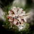 Springos Diamond Pine lumeefektiga kunstjõulupuu, roheline, 180 cm, CT0292