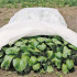 Talvine agrokangas
