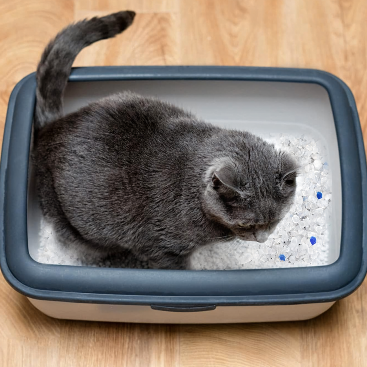 Kassiliiv Silikoonist 1,5 kg