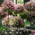 Metallist aiapergola terrassile, ronitaimede ja rooside tugi 50x10 cm