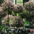 Metallist aiapergola terrassile, ronitaimede ja rooside tugi 50x10cm