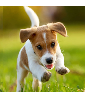 Teemantmaalimine Komplekt 