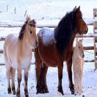 Teemanttikunst Maalikomplekt 5D 136