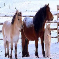 Teemanttikunst Maalikomplekt 5D 136