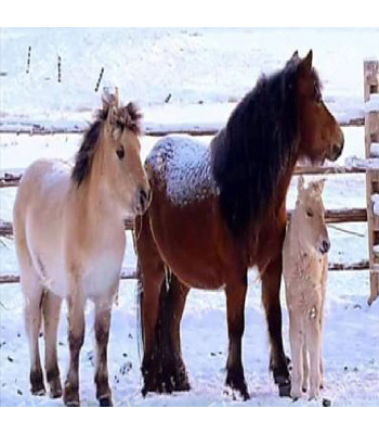 Teemanttikunst Maalikomplekt 5D 136