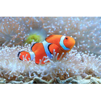 Teemantmaali komplekt 5D 143