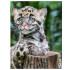 Maali numbrite järgi koos raamiga 40 x 50 cm – Kvaliteetne maalimiskomplekt Leopard