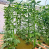 10 taimetuge tomatitele, kurkidele ja lilledele 150 cm