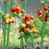 10 taimetuge tomatitele, kurkidele ja lilledele 150 cm