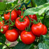 Taimekinnitusklambrid tomatitele ja teistele taimedele, 20 tk