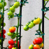 Taimekinnitusklambrid tomatitele ja teistele taimedele, 20 tk