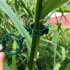 Taimekinnituse klambrid tomatitele, 50 tk