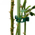Taimekinnituse klambrid tomatitele, 50 tk
