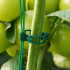 Taimekinnituse klambrid tomatitele, 50 tk