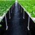 Must uv-kaitsega agrotekstiil 140 g/m², 1,1 × 50 m