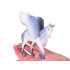 Kuu Pegasuse Figuriin ZA5020